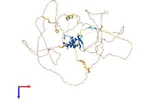 AlphaFold protein structure predicition of Mouse Recombinant Foxo3 Protein, UniprotID Q9WVH4