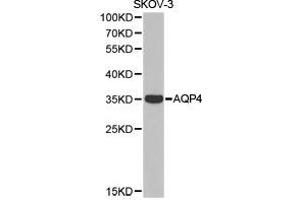 Western Blotting (WB) image for anti-Aquaporin 4 (AQP4) antibody (ABIN1871058) (Aquaporin 4 anticorps)