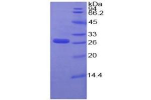 SDS-PAGE of Protein Standard from the Kit  (Highly purified E.