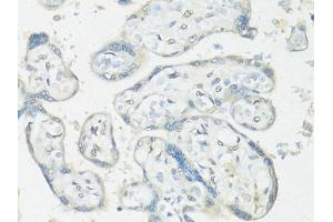 Immunohistochemistry of paraffin-embedded human placenta using RBFOX3 antibody (ABIN1874561) at dilution of 1:100 (40x lens). (NeuN anticorps)