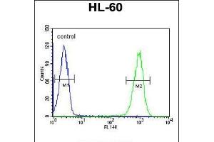 Flow cytometric analysis of HL-60 cells (right histogram) compared to a negative control cell (left histogram). (TMEM57 anticorps  (N-Term))