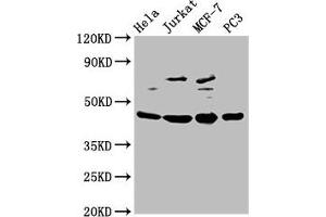 Western Blot Positive WB detected in: Hela whole cell lysate, Jurkat whole cell lysate, MCF-7 whole cell lysate, PC-3 whole cell lysate All lanes: PA2G4 antibody at 2. (PA2G4 anticorps  (AA 2-394))