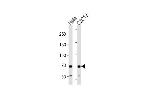 SDHA Antibody (C-term) (ABIN1881780 and ABIN2843409) western blot analysis in Hela and mouse C2C12 cell line lysates (35 μg/lane). (SDHA anticorps  (C-Term))