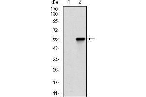 Western blot analysis using CTNNBL1 mAb against HEK293 (1) and CTNNBL1 (AA: 390-557)-hIgGFc transfected HEK293 (2) cell lysate.