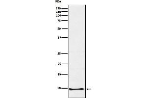 anti-Neuronatin (NNAT) antibody