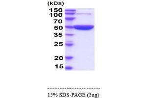 SDS-PAGE (SDS) image for Enolase 1 (ENO1) (AA 1-434) (Active) protein (His tag) (ABIN6388125)