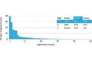 Analysis of Protein Array containing more than 19,000 full-length human proteins using GPN1 Mouse Monoclonal Antibody (GPN1/2350) Z- and S- Score: The Z-score represents the strength of a signal that a monoclonal antibody (MAb) (in combination with a fluorescently-tagged anti-IgG secondary antibody) produces when binding to a particular protein on the HuProtTM array.