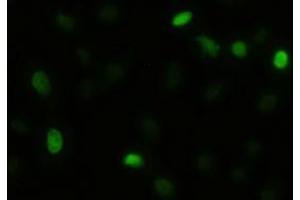 Anti-AKT3 mouse monoclonal antibody (ABIN2452682) immunofluorescent staining of HeLa cells transiently transfected by pCMV6-ENTRY AKT3 (RC221051) (AKT3 anticorps  (AA 2-479))