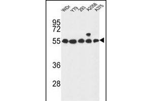 GP Antibody (Center) (ABIN653744 and ABIN2843046) western blot analysis in WiDr,Y79,293,, cell line lysates (35 μg/lane). (GPR180 anticorps  (AA 119-147))