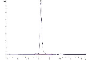 The purity of Human CD52 is greater than 95 % as determined by SEC-HPLC. (CD52 Protein (CD52) (AA 25-36) (mFc Tag))