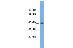 WB Suggested Anti-BVES Antibody Titration:  0. (BVES anticorps  (Middle Region))