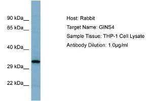 Host: Rabbit Target Name: GINS4 Sample Tissue: Human THP-1 Whole Cell  Antibody Dilution: 1ug/ml (GINS4 anticorps  (N-Term))