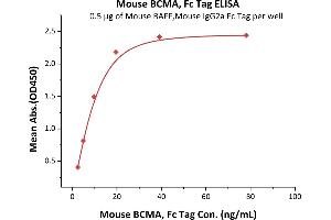 Immobilized Mouse BAFF, Mouse IgG2a Fc Tag (ABIN5954906,ABIN6253646) at 5 μg/mL (100 μL/well) can bind Mouse BCMA, Fc Tag (ABIN5674646,ABIN6253667) with a linear range of 2-20 ng/mL (QC tested).