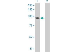 Western Blot analysis of BAP1 expression in transfected 293T cell line by BAP1 MaxPab polyclonal antibody. (BAP1 anticorps  (AA 1-729))