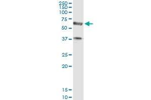 Immunoprecipitation of PDE1A transfected lysate using anti-PDE1A MaxPab rabbit polyclonal antibody and Protein A Magnetic Bead , and immunoblotted with PDE1A purified MaxPab mouse polyclonal antibody (B01P) .