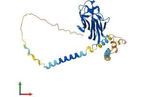 AlphaFold protein structure predicition of Human Recombinant TNFSF11 Protein, UniprotID O14788
