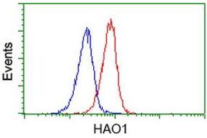 Image no. 3 for anti-Hydroxyacid Oxidase (Glycolate Oxidase) 1 (HAO1) antibody (ABIN1498575) (HAO1 anticorps)