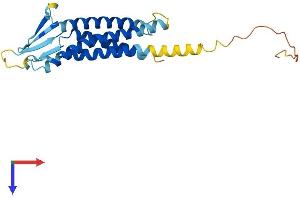 AlphaFold protein structure predicition of Human Recombinant CLDN2 Protein, UniprotID P57739