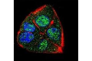 Confocal immunofluorescent analysis of IFT88 antibody with HepG2 cells followed by Alexa Fluor 488-conjugated goat anti-rabbit lgG (green).