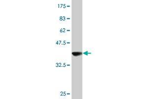 Western Blot detection against Immunogen (38. (Ghrelin anticorps  (AA 1-117))