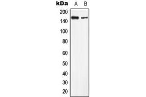 Western blot analysis of LMTK2 expression in HeLa (A), HEK293T (B) whole cell lysates.