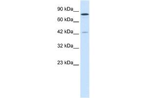 WB Suggested Anti-JMJD1A Antibody Titration:  1. (KDM3A anticorps  (C-Term))
