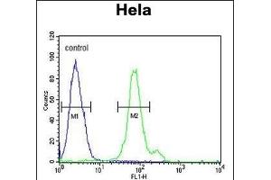 CTPS2 Antibody (N-term) (ABIN652725 and ABIN2842481) flow cytometric analysis of Hela cells (right histogram) compared to a negative control cell (left histogram). (CTPS2 anticorps  (N-Term))