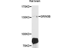 Western blot analysis of extracts of rat brain, using GRIN3B antibody (ABIN6003787) at 1/1000 dilution. (GRIN3B anticorps)
