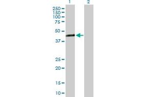 Western Blot analysis of TMEM171 expression in transfected 293T cell line by TMEM171 MaxPab polyclonal antibody. (TMEM171 anticorps  (AA 1-323))