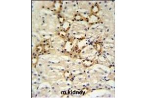 BSND Antibody (C-term) (ABIN653815 and ABIN2843088) IHC analysis in formalin fixed and paraffin embedded mouse kidney tissue followed by peroxidase conjugation of the secondary antibody and DAB staining. (BSND anticorps  (C-Term))