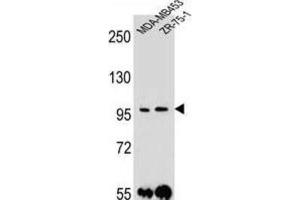 Western Blotting (WB) image for anti-Protocadherin 1 (PCDH1) antibody (ABIN2996492)