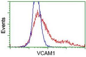 HEK293T cells transfected with either RC209761 overexpress plasmid (Red) or empty vector control plasmid (Blue) were immunostained by anti-VCAM1 antibody (ABIN2454232), and then analyzed by flow cytometry. (VCAM1 anticorps)