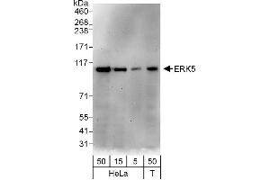 Western Blotting (WB) image for anti-Mitogen-Activated Protein Kinase 7 (MAPK7) (AA 766-816) antibody (ABIN7451776)