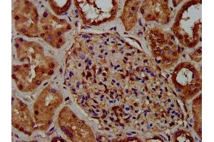 IHC image of ABIN7149368 diluted at 1:400 and staining in paraffin-embedded human kidney tissue performed on a Leica BondTM system.