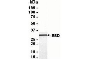 Western Blotting (WB) image for Esterase D (ESD) (AA 1-282) protein (ABIN2468386)