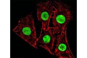 Fluorescent image of C2C12cells stained with Hmga2 antibody at 1:25 dilution. (HMGA2 anticorps  (C-Term))