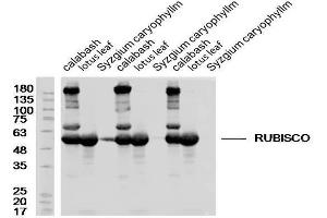 Lane1,4,7: Calabas lysates, Lane 2,5,8: Lotus leaf lysates, Lane 3,6,9: Syzgium caryophyllm lysates probed with Rabbit Anti-RUBISCO Polyclonal Antibody, Unconjugated  at 1:300 overnight at 4˚C. (Rubisco anticorps)