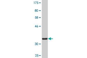 Western Blot detection against Immunogen (36. (NOV anticorps  (AA 32-131))