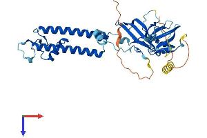 AlphaFold protein structure predicition of Mouse Recombinant Kcnj10 Protein, UniprotID Q9JM63