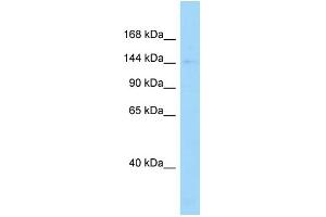 WB Suggested Anti-Dctn1 Antibody Titration: 1.