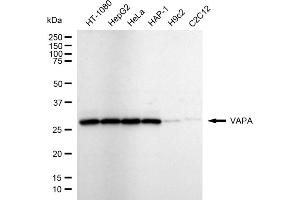 Western blotting analysis using VAPA antibody (ABIN7800821).