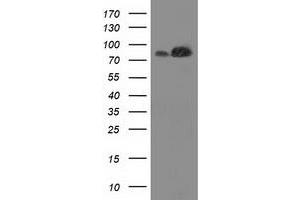 Western Blotting (WB) image for anti-Striatin Interacting Protein 1 (STRIP1) antibody (ABIN1498204) (STRIP1 anticorps)
