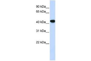 Western Blotting (WB) image for anti-Alcohol Dehydrogenase 1B (Class I), beta Polypeptide (ADH1B) antibody (ABIN2458609) (ADH1B anticorps)