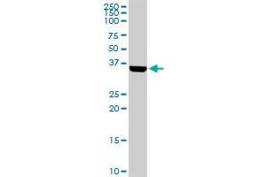BARHL1 MaxPab rabbit polyclonal antibody. (BARHL1 anticorps  (AA 1-327))