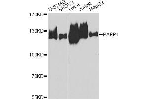 Western blot analysis of extracts of various cell lines, using PARP1 antibody (ABIN5975769) at 1/1000 dilution.