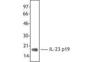 Western Blotting (WB) image for anti-Interleukin 23 (IL23) antibody (ABIN2665145) (IL23 anticorps)