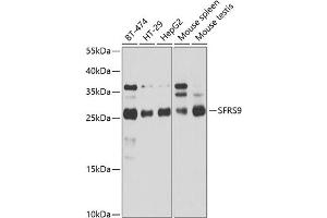 Western blot analysis of extracts of various cell lines, using SRSF9 antibody (ABIN1682679, ABIN3018727, ABIN3018728 and ABIN6220559) at 1:1000 dilution. (SFRS9 anticorps  (AA 1-221))