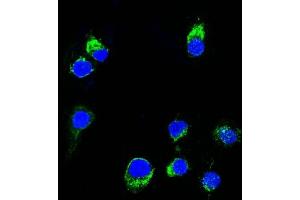 Confocal Immunofluorescent analysis of Ramos cells using AF488-labeled Lambda Light Chain Monoclonal Antibody (HP6054) (Green). (IgL anticorps)