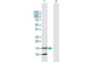 Western Blot analysis of PTGES expression in transfected 293T cell line by PTGES MaxPab polyclonal antibody.