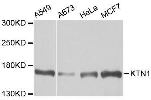 Western blot analysis of extracts of various cell lines, using KTN1 antibody. (KTN1 anticorps  (AA 1-100))